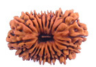 19 mukhi rudraksha  beads hyderabad